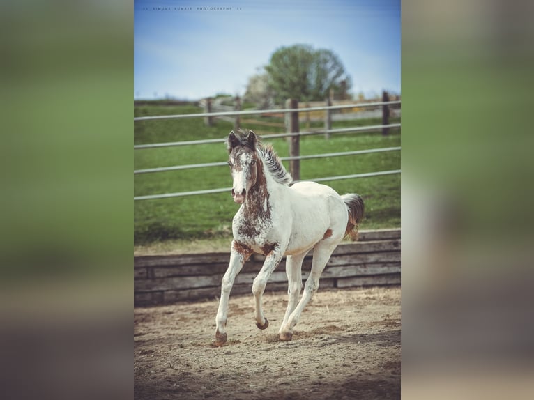 Appaloosa Gelding 2 years 15,1 hh in Stein