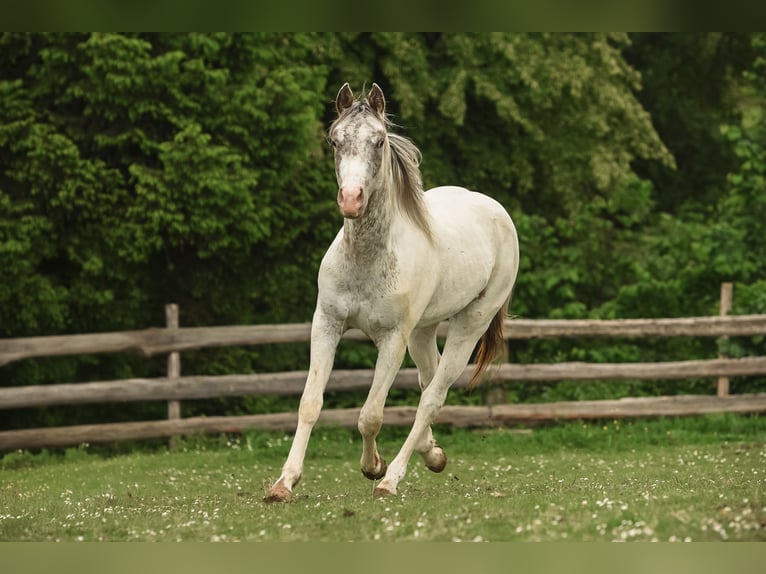 Appaloosa Gelding 2 years 15,1 hh in Stein