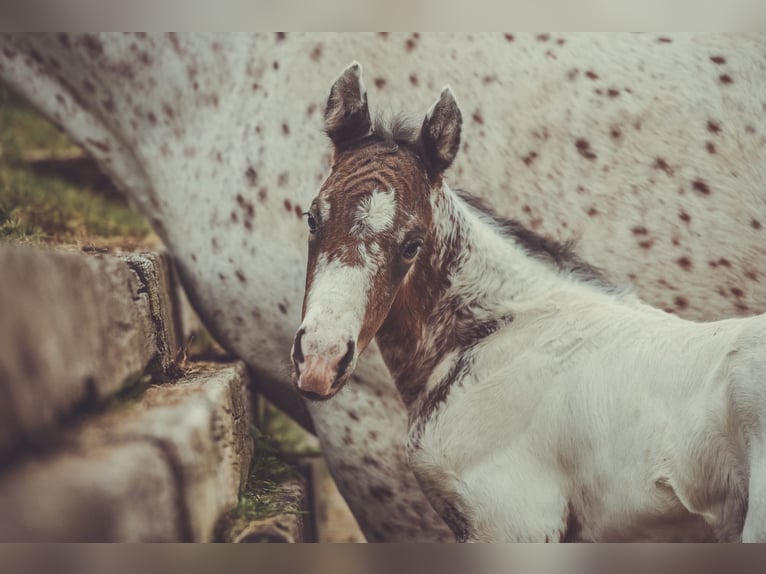 Appaloosa Gelding 2 years 15,1 hh in Stein