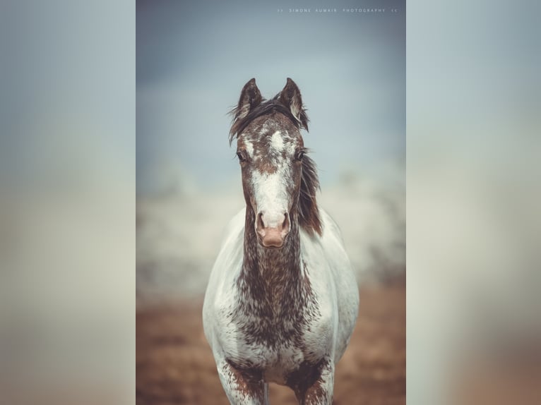 Appaloosa Gelding 2 years 15,1 hh in Stein