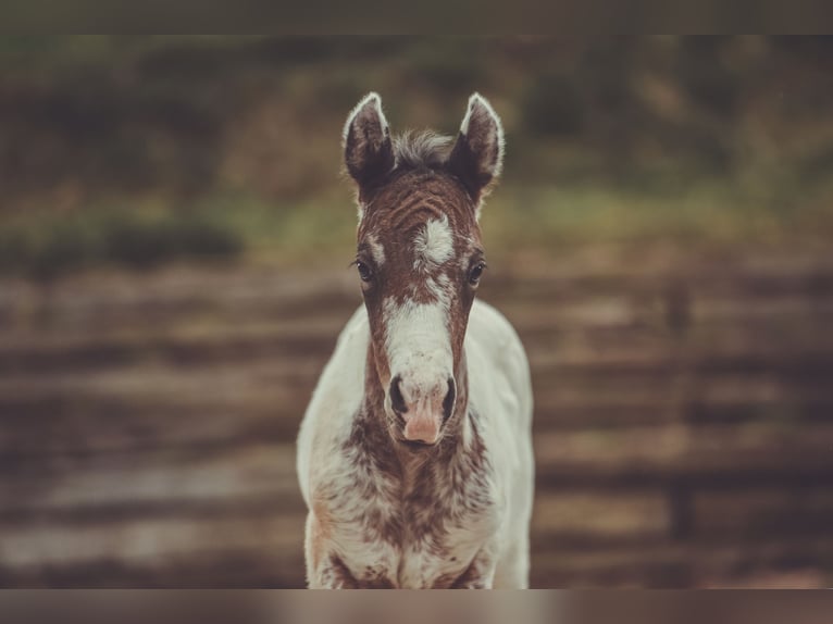 Appaloosa Gelding 2 years 15,1 hh in Stein