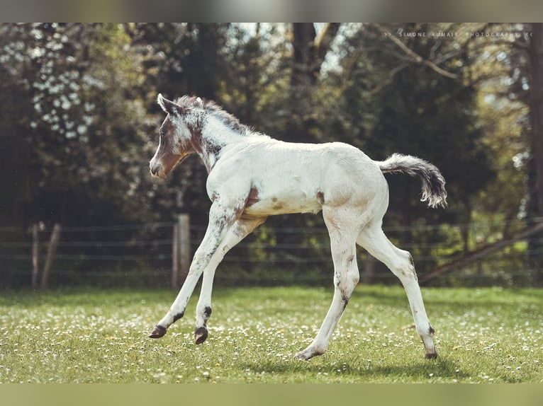 Appaloosa Gelding 2 years 15,1 hh in Stein