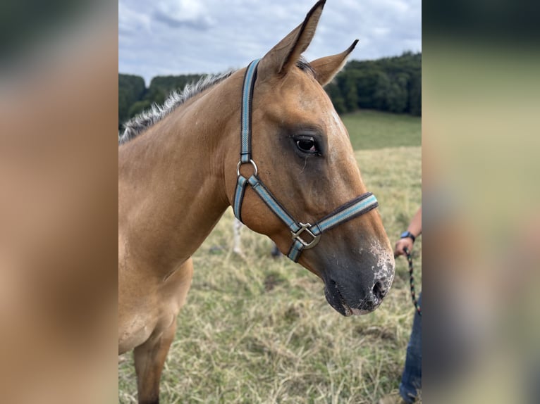 Appaloosa Gelding 2 years 15,1 hh Red Dun in Heckenbach