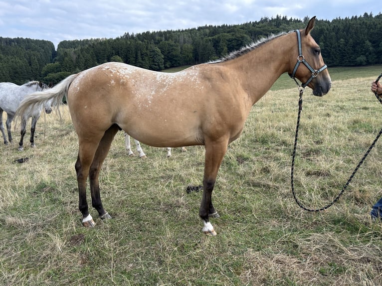 Appaloosa Gelding 2 years 15,1 hh Red Dun in Heckenbach