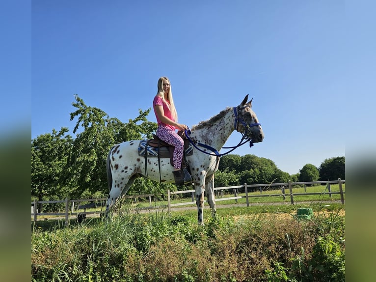 Appaloosa Gelding 3 years 14.2 hh Leopard-Piebald in Linkenbach