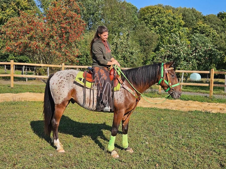 Appaloosa Gelding 3 years 14,2 hh Leopard-Piebald in Linkenbach