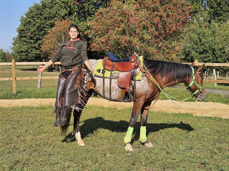 Appaloosa Gelding 3 years 14,2 hh Leopard-Piebald in Linkenbach