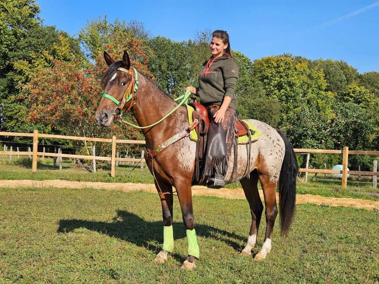 Appaloosa Gelding 3 years 14,2 hh Leopard-Piebald in Linkenbach