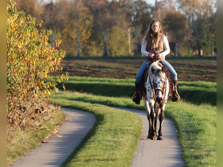 Appaloosa Mix Gelding 3 years 14,2 hh Leopard-Piebald in Oberhausen