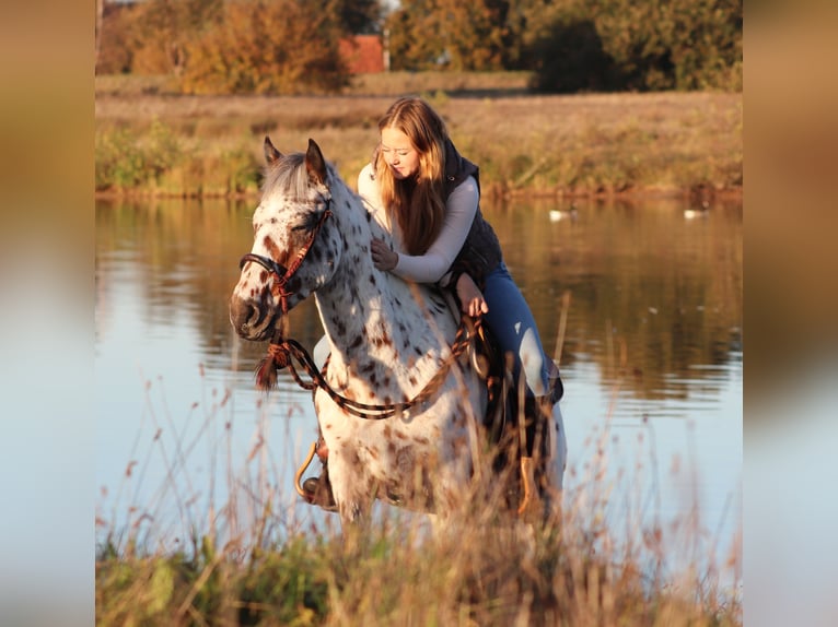 Appaloosa Mix Gelding 3 years 14,2 hh Leopard-Piebald in Oberhausen