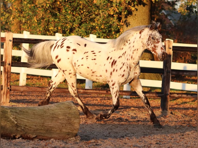 Appaloosa Mix Gelding 3 years 14,2 hh Leopard-Piebald in Oberhausen