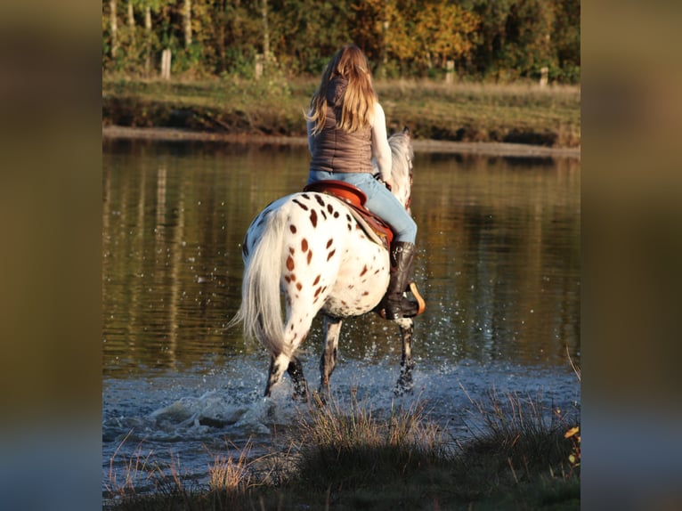 Appaloosa Mix Gelding 3 years 14,2 hh Leopard-Piebald in Oberhausen