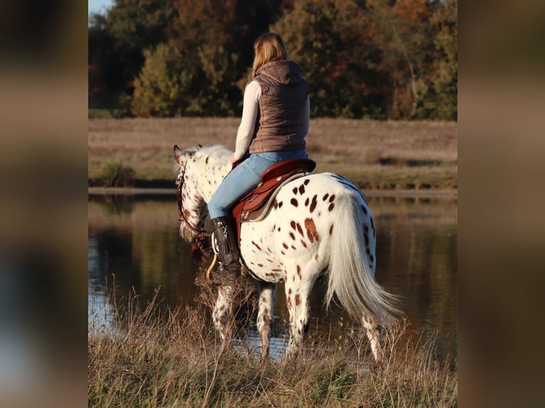 Appaloosa Mix Gelding 3 years 14,2 hh Leopard-Piebald in Oberhausen