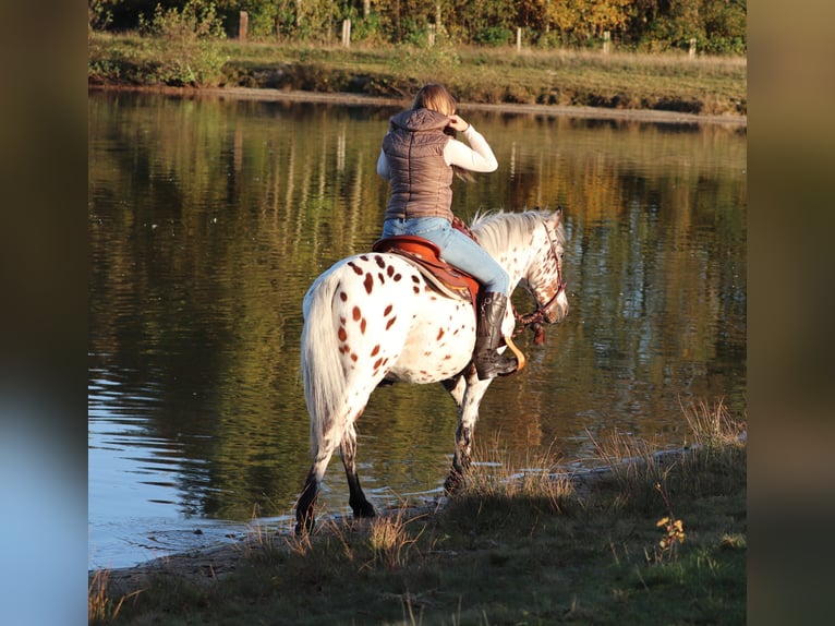 Appaloosa Mix Gelding 3 years 14,2 hh Leopard-Piebald in Oberhausen