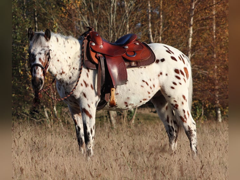 Appaloosa Mix Gelding 3 years 14,2 hh Leopard-Piebald in Oberhausen