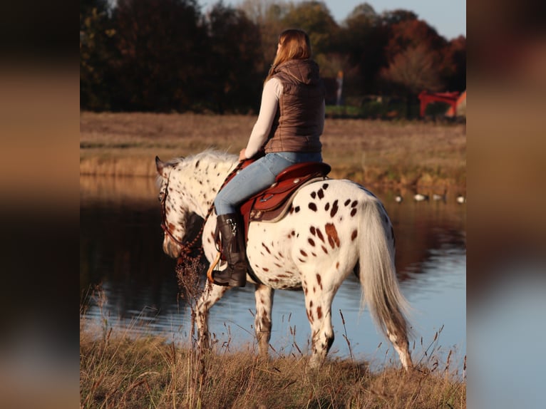 Appaloosa Mix Gelding 3 years 14,2 hh Leopard-Piebald in Oberhausen