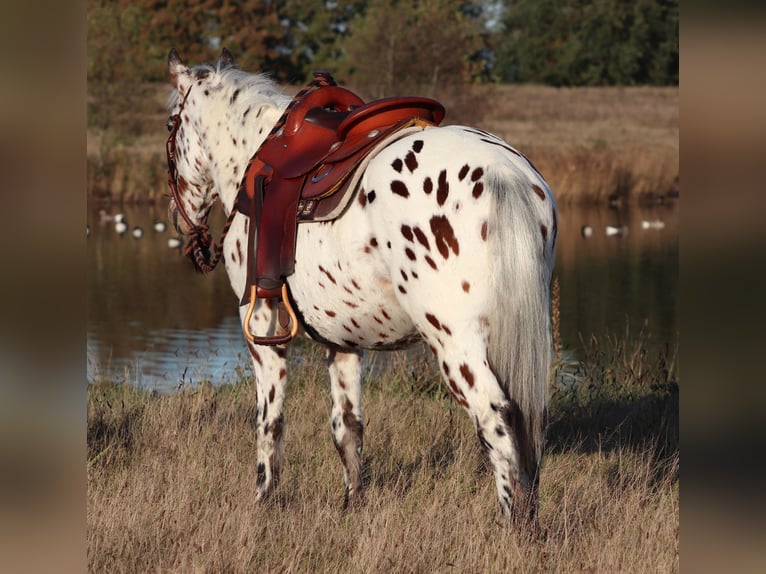 Appaloosa Mix Gelding 3 years 14,2 hh Leopard-Piebald in Oberhausen