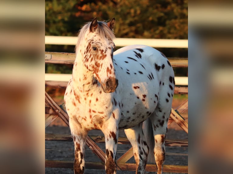 Appaloosa Mix Gelding 3 years 14,2 hh Leopard-Piebald in Oberhausen