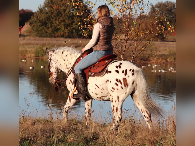 Appaloosa Mix Gelding 3 years 14,2 hh Leopard-Piebald in Oberhausen