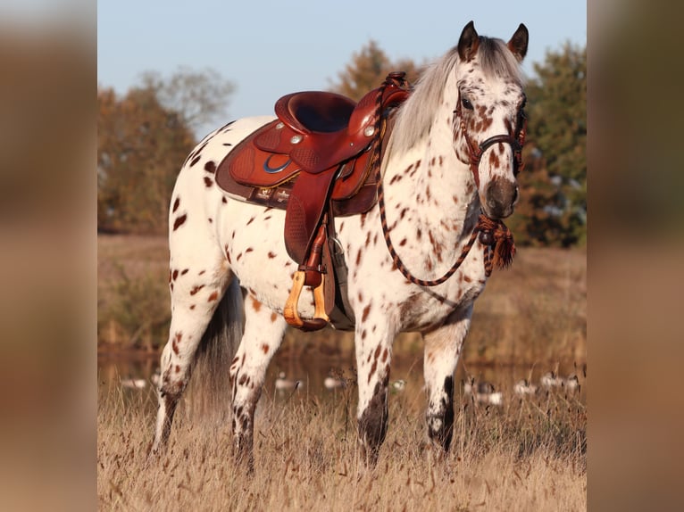 Appaloosa Mix Gelding 3 years 14,2 hh Leopard-Piebald in Oberhausen