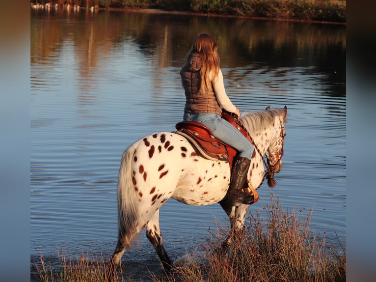 Appaloosa Mix Gelding 3 years 14,2 hh Leopard-Piebald in Oberhausen