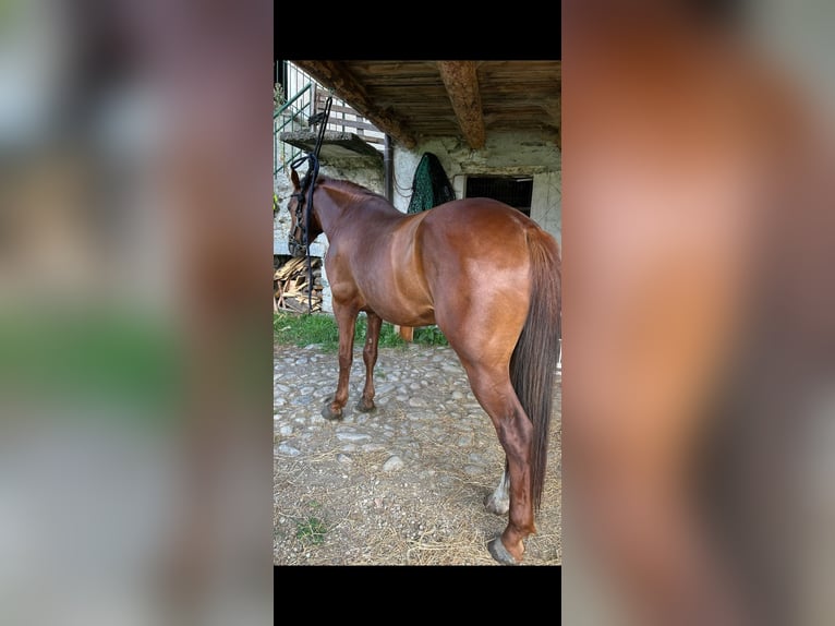 Appaloosa Gelding 3 years 14,2 hh Roan-Red in Samolaco