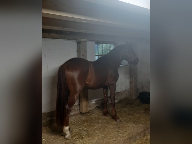 Appaloosa Gelding 3 years 14,2 hh Roan-Red in Samolaco