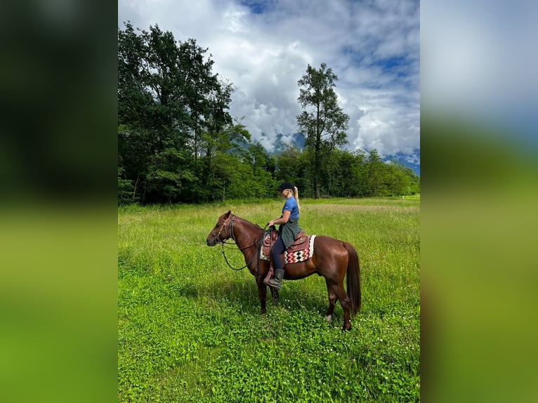 Appaloosa Gelding 3 years 14,2 hh Roan-Red in Samolaco