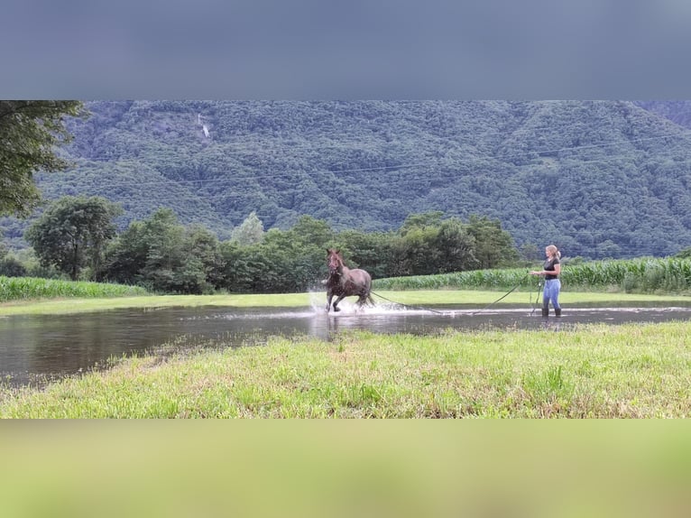 Appaloosa Gelding 3 years 14,2 hh Roan-Red in Samolaco