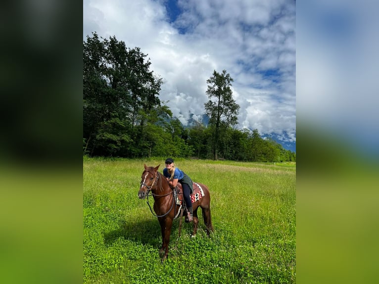 Appaloosa Gelding 3 years 14,2 hh Roan-Red in Samolaco