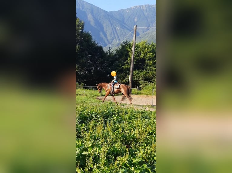 Appaloosa Gelding 3 years 14,2 hh Roan-Red in Samolaco