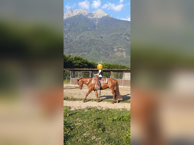 Appaloosa Gelding 3 years 14,2 hh Roan-Red in Samolaco