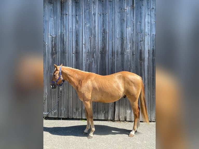 Appaloosa Gelding 3 years 14.2 hh  in Neukirchen an der Enknach