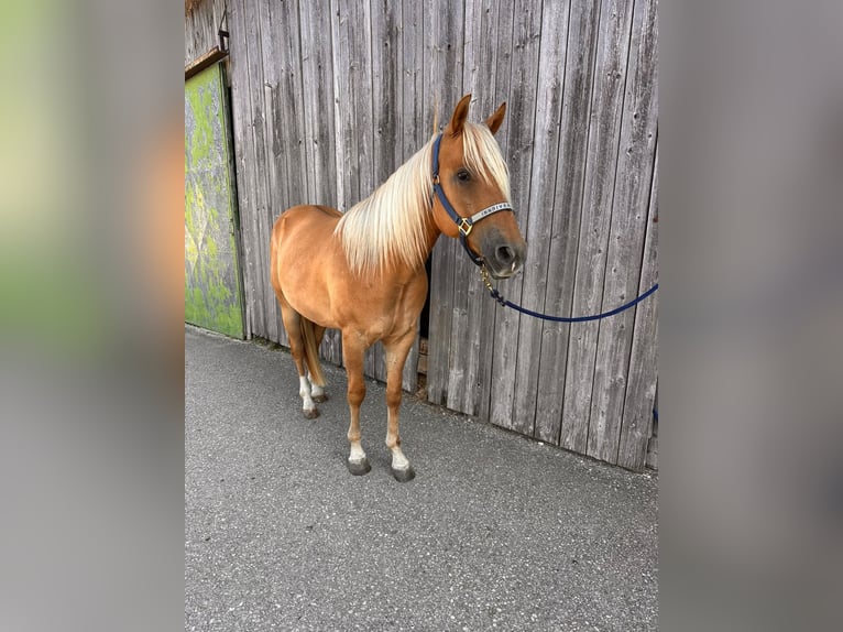 Appaloosa Gelding 3 years 14.2 hh  in Neukirchen an der Enknach