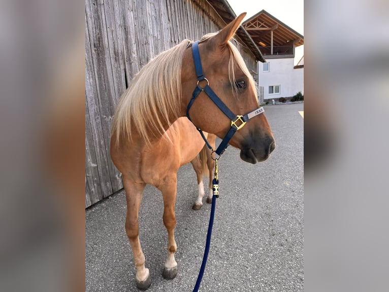 Appaloosa Gelding 3 years 14.2 hh  in Neukirchen an der Enknach