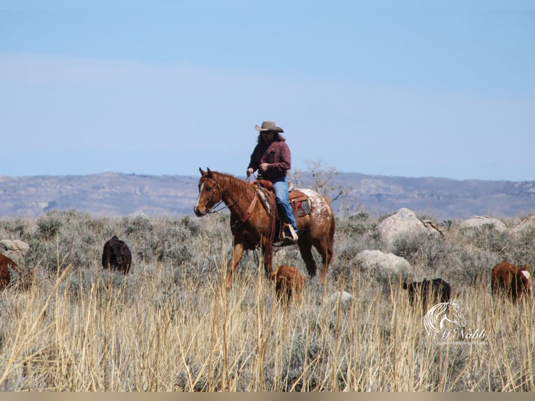 Appaloosa Gelding 3 years 14,3 hh Sorrel in Cody