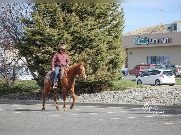 Appaloosa Gelding 3 years 14,3 hh Sorrel in Cody