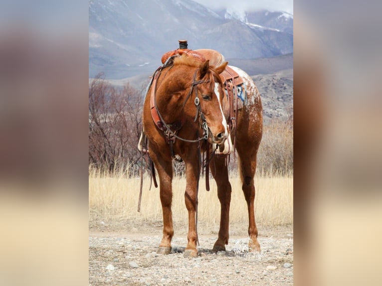 Appaloosa Gelding 3 years 14,3 hh Sorrel in Cody