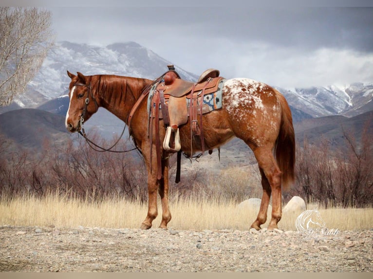 Appaloosa Gelding 3 years 14,3 hh Sorrel in Cody