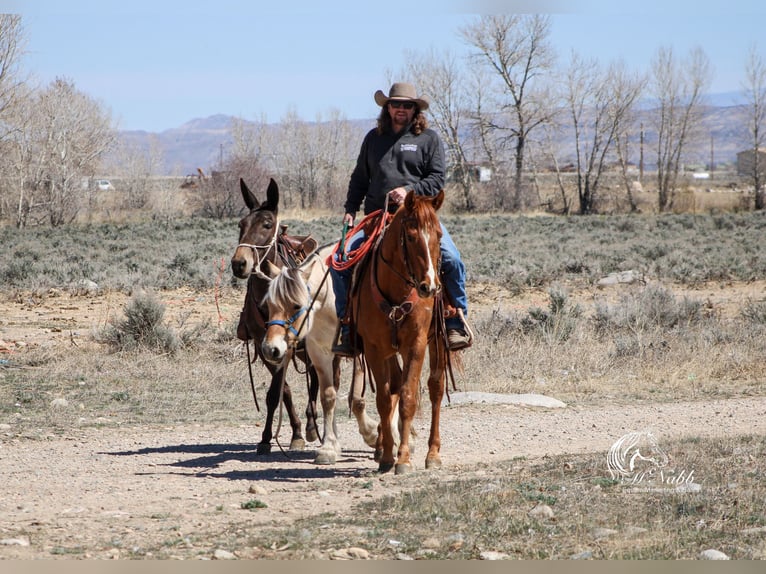 Appaloosa Gelding 3 years 14,3 hh Sorrel in Cody