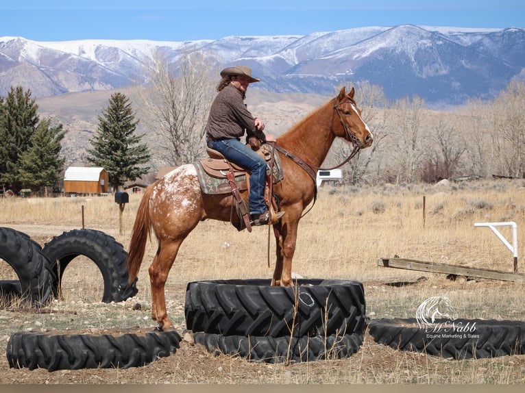 Appaloosa Gelding 3 years 14,3 hh Sorrel in Cody