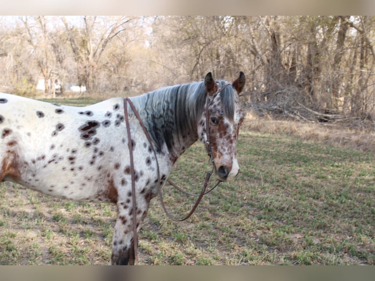 Appaloosa Mix Gelding 3 years 14,3 hh in El Paso, TX