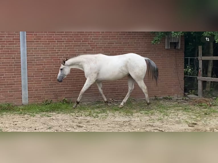 Appaloosa Gelding 3 years 14,2 hh Pearl in Rethem