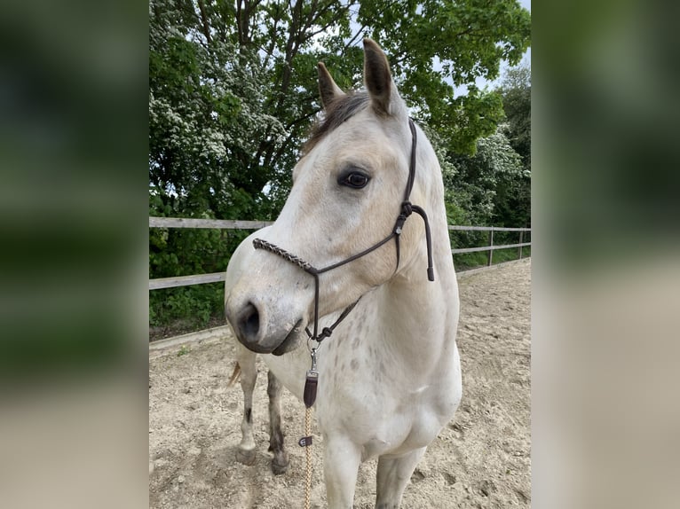 Appaloosa Gelding 3 years 14,2 hh Pearl in Rethem
