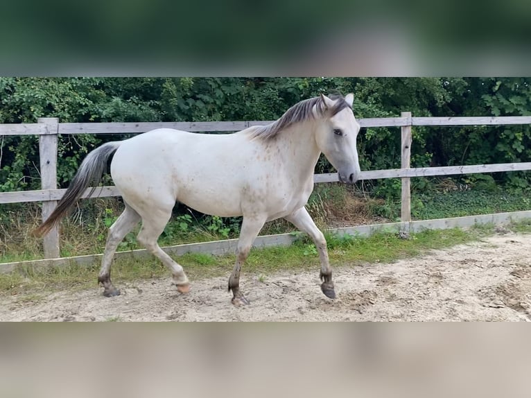 Appaloosa Gelding 3 years 14,2 hh Pearl in Rethem