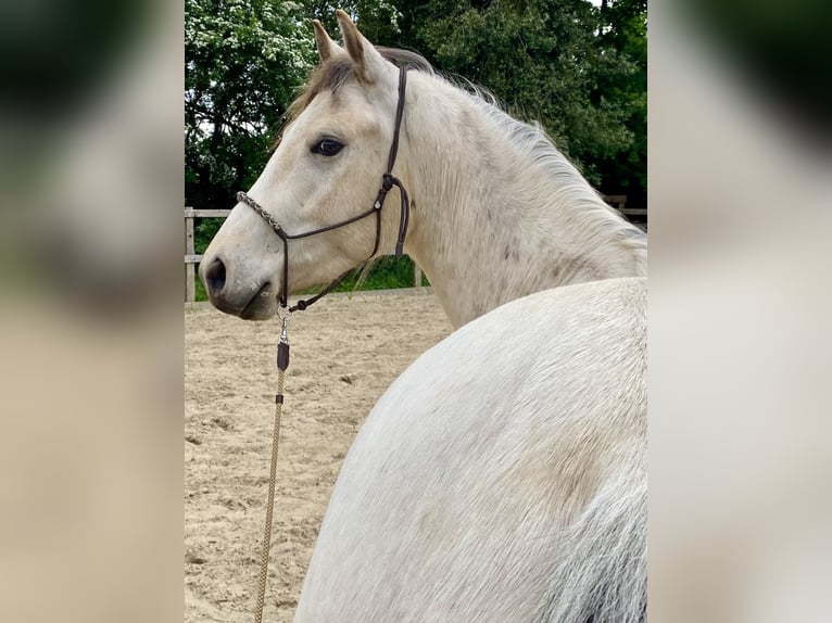 Appaloosa Gelding 3 years 14,2 hh Pearl in Rethem