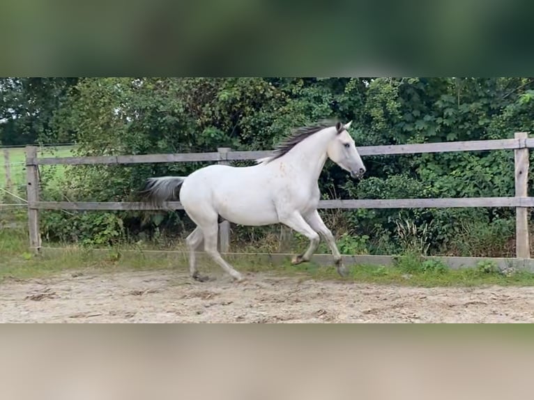 Appaloosa Gelding 3 years 14,2 hh Pearl in Rethem