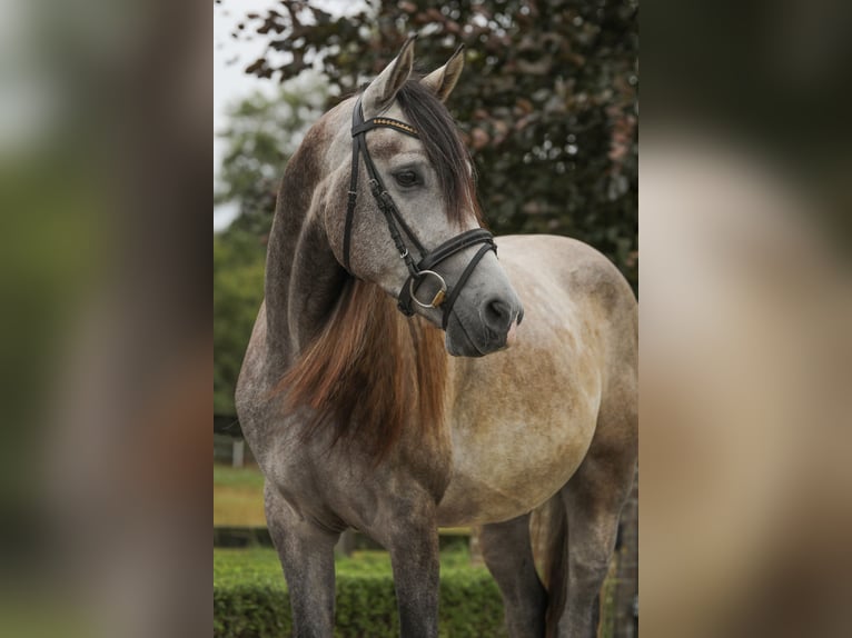 Appaloosa Mix Gelding 3 years 14,3 hh Grey in Gaanderen