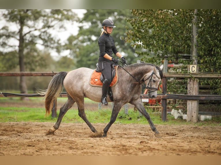Appaloosa Mix Gelding 3 years 14,3 hh Grey in Gaanderen