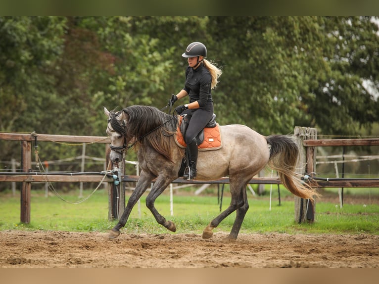 Appaloosa Mix Gelding 3 years 14,3 hh Grey in Gaanderen